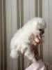 Померанский шпиц