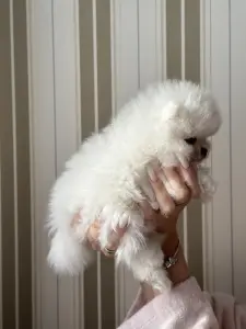 Померанский шпиц