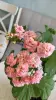 Розебудная цветущая герань Antique Rose
