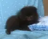 Кому шоколадного медвежонка?