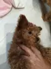 Щенки Той-пудель