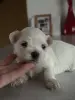 щенки мальтийской болонки