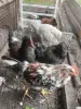 Продам молодых петухов
