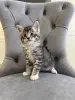 Котята Мейн-Кун