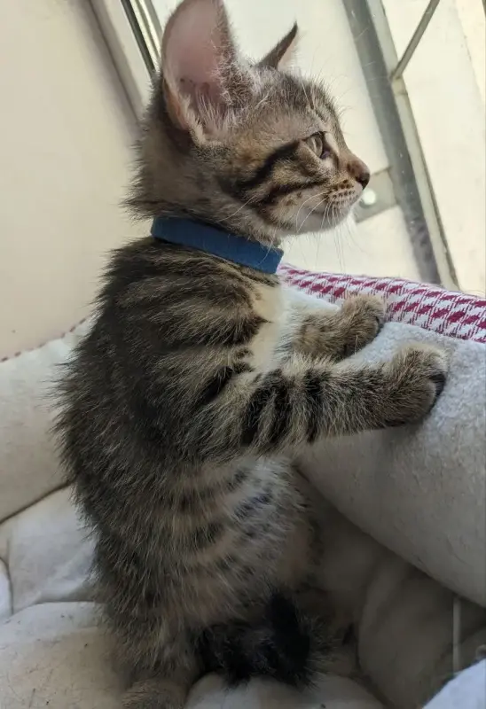 котенок