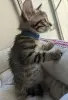 котенок