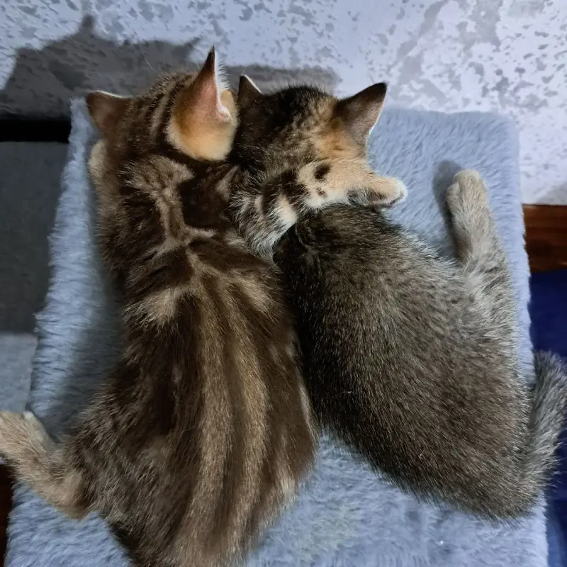 Котята