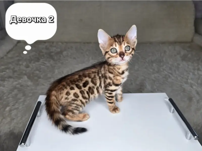 Котята