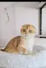 Шотландский вислоухий мальчик