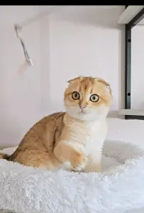 Шотландский вислоухий мальчик