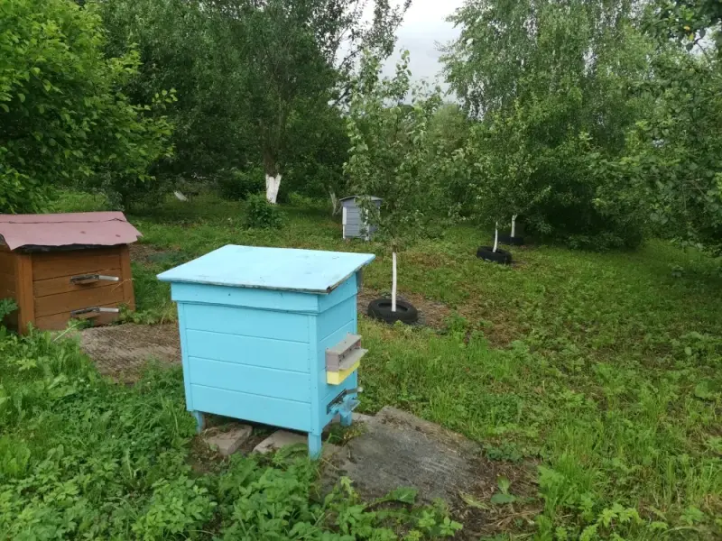 Пчелы, рой, ульи, мед, недорого, Экологически чисто
