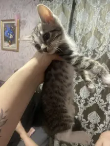 Котята в дар
