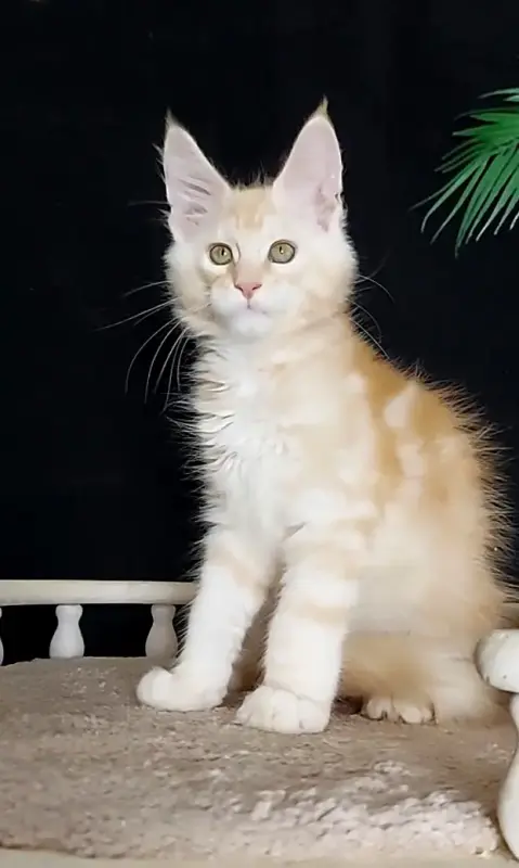 Котенок Мейн Кун крупный