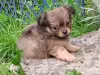 Щенята красавчики ребята чихуахуа