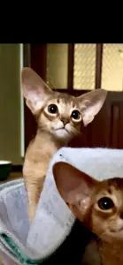Абиссинский котёнок