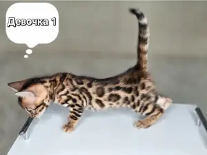 Котята