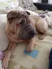 В дар собака