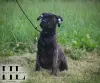 Бульмастиф щенок из племенного питомника