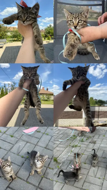 Котята в хорошие руки