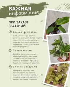 МОЛОЧАЙ ГРЕБЕНЧАТЫЙ