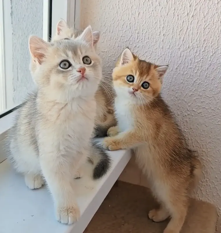 Шотландский прямоухий мальчик
