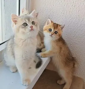 Шотландский прямоухий мальчик
