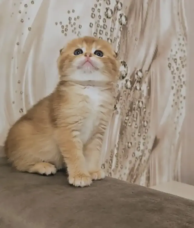 Шотландский вислоухий мальчик