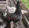 Продам молодых петухов