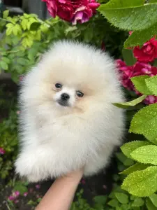 Мальчик померанский шпиц.