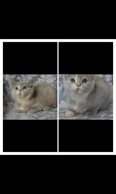 Шотландские котята.Кошечка.