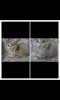 Шотландские котята.Кошечка.