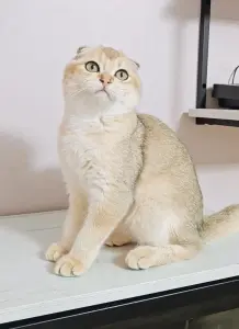 Шотландский вислоухий мальчик
