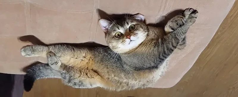 Британец редкого золотистого окраса для вязки 🐾