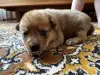 Щенки