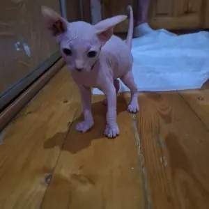 Котята
