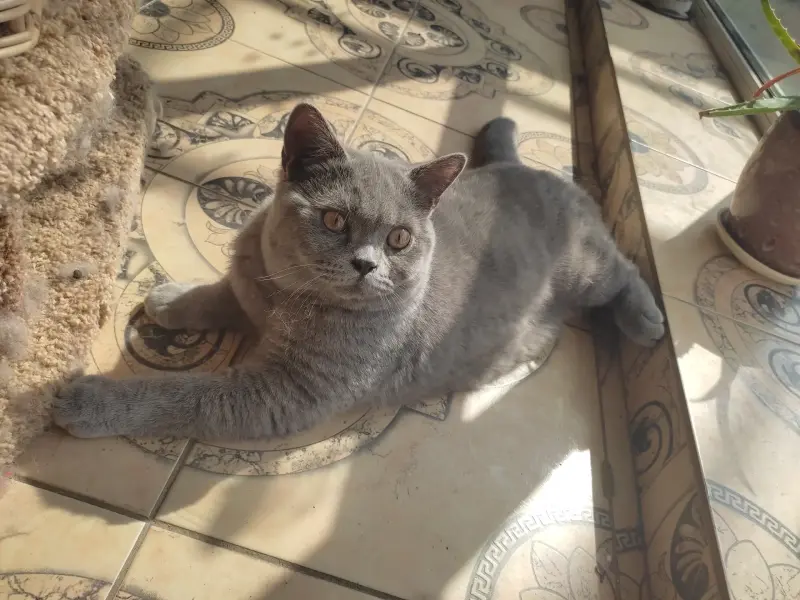 Британский котенок