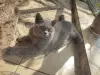 Британский котенок