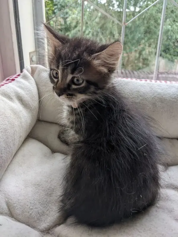 котята