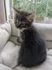 котята