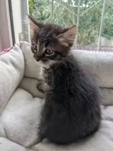 котята