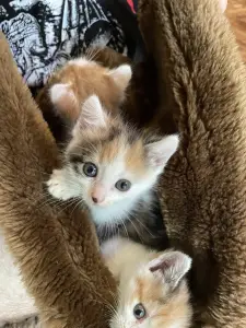 Котята