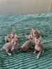 Канадский сфинкс чистокровный