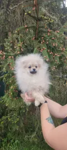 Померанский шпиц, щенки мини мишка