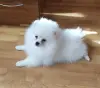 Мальчик белого померанского шпица