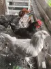 Продам молодых петухов