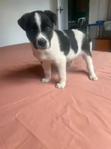 бордер колли короткошёрстный девочка