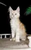 Котенок Мейн Кун крупный