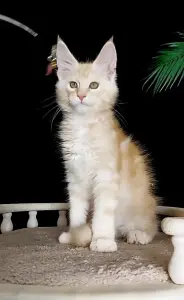 Котенок Мейн Кун крупный