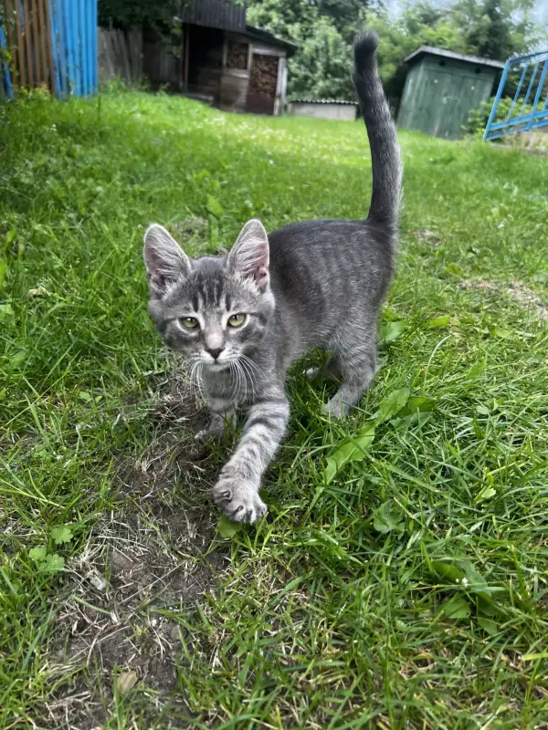 Котенок