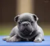 Щенки французского бульдога